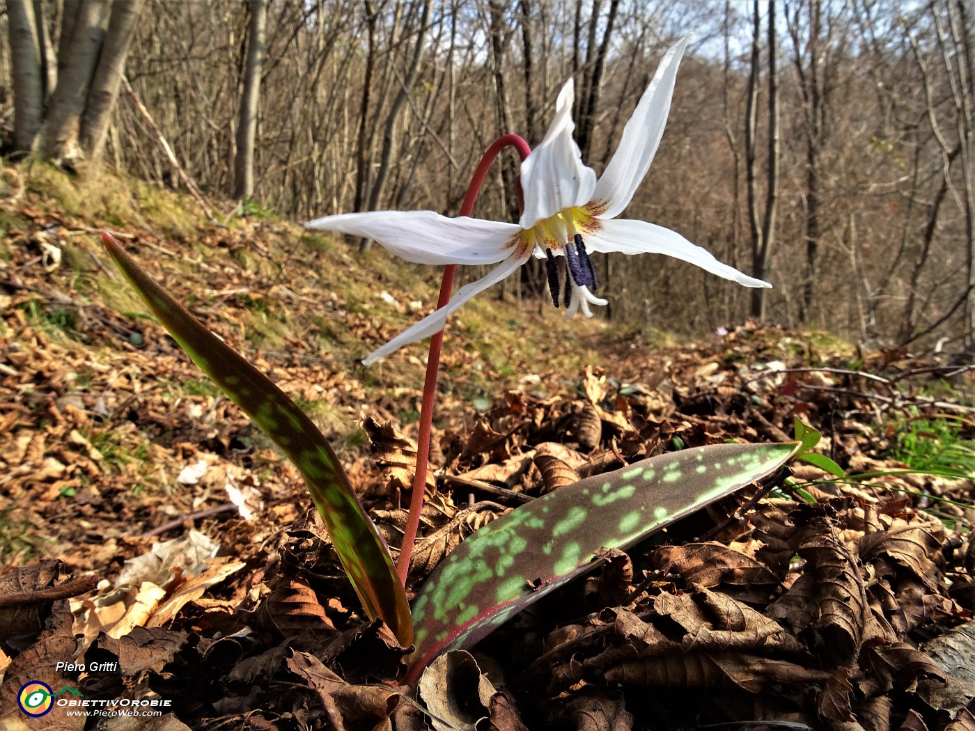 78 Dente di cane (Erythronium dens canis).JPG